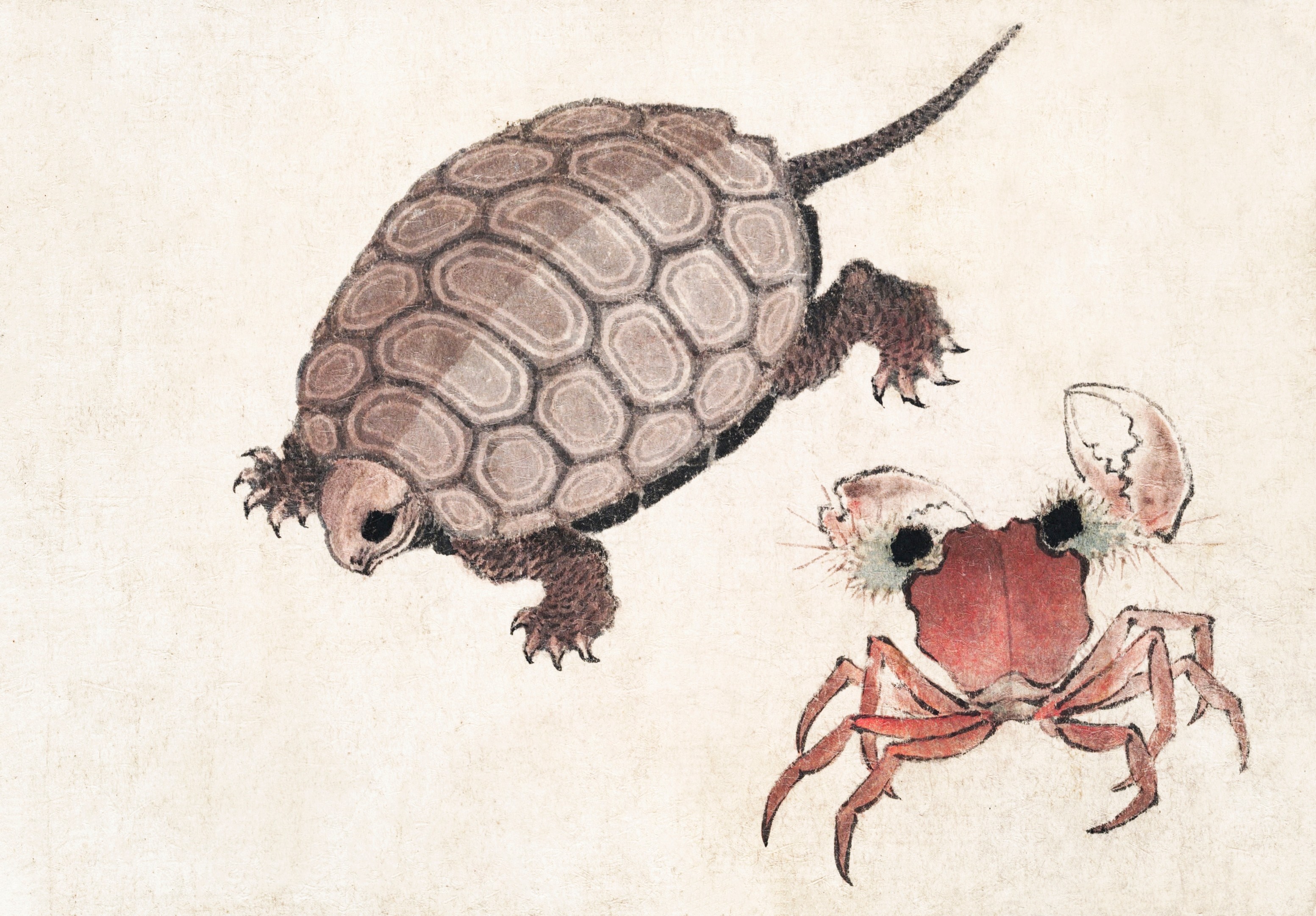 Turtle and Crab Study