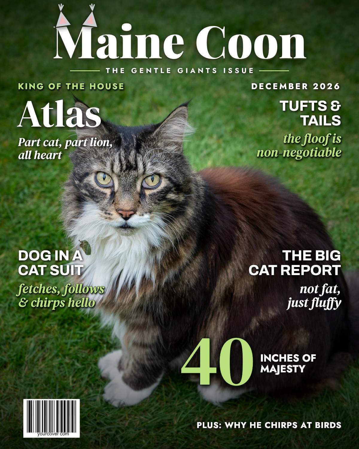 Maine Coon