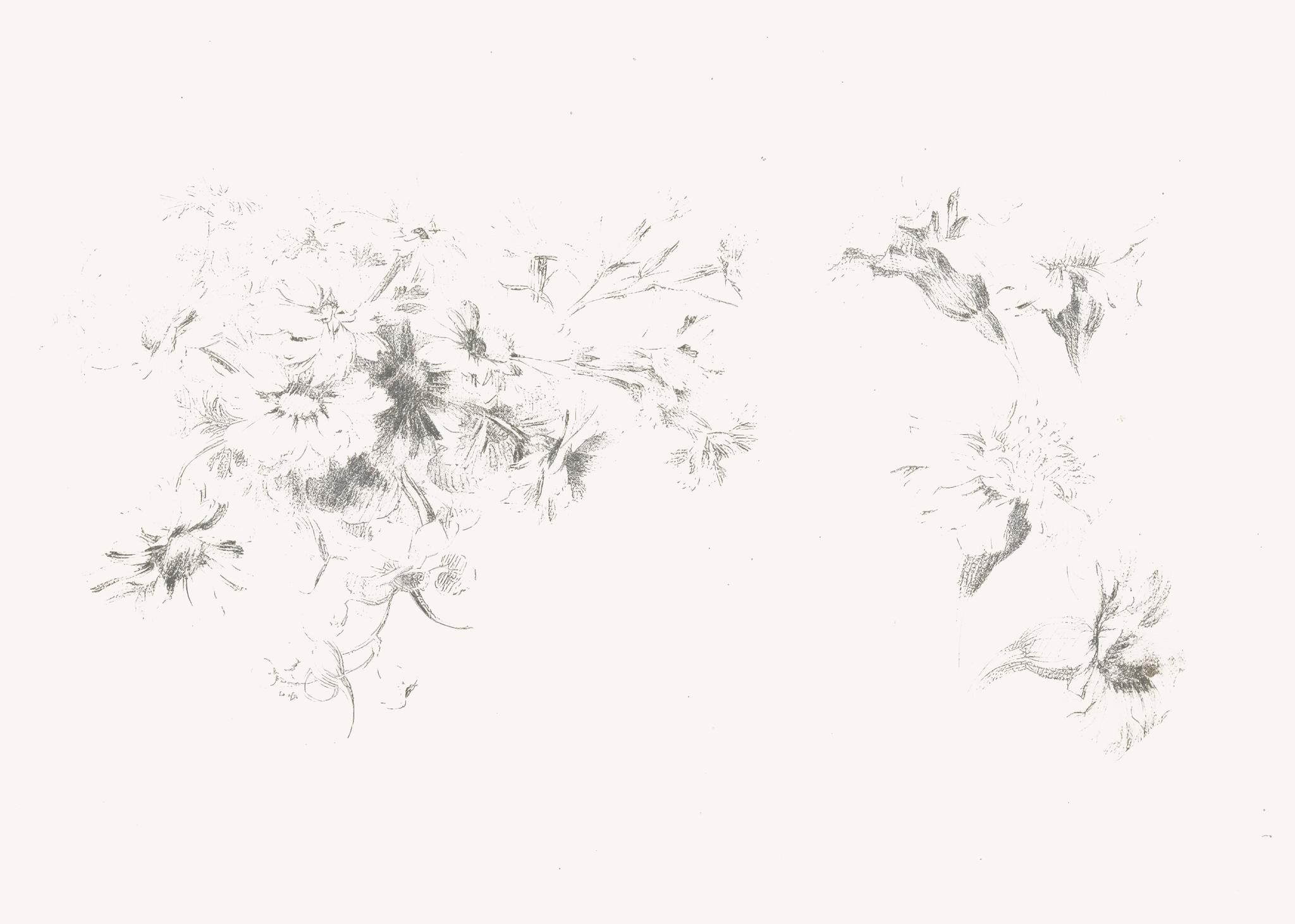 Dandelion Seeds in Flight