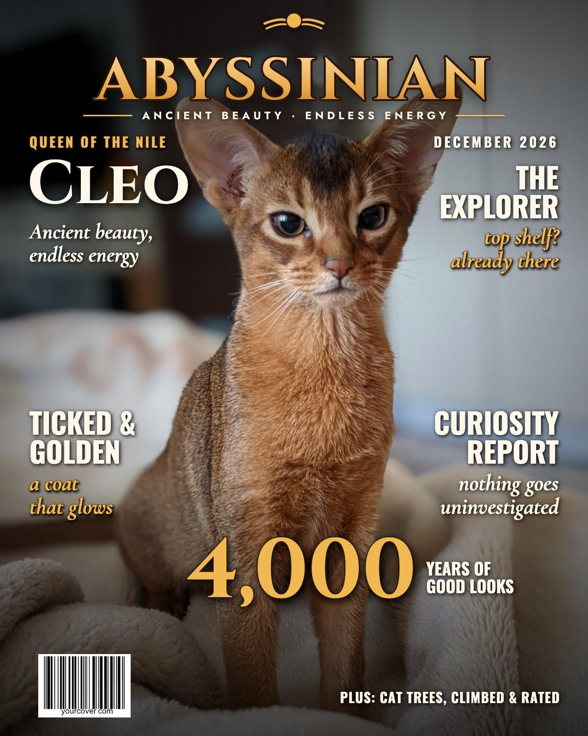 Abyssinian magazine cover template