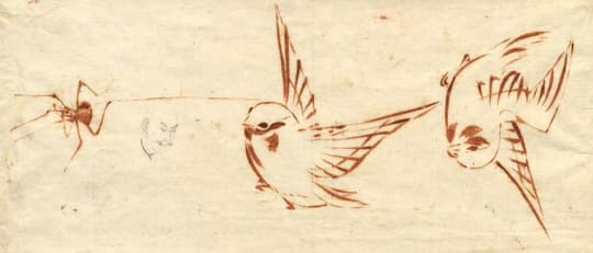 Bird and Insect Studies