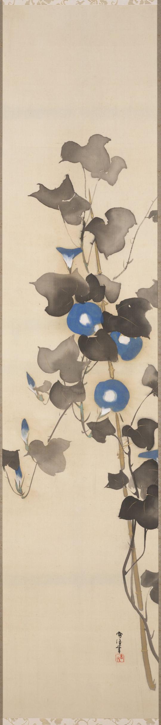 Morning Glory Vine