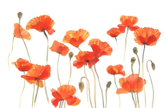 Red Poppies