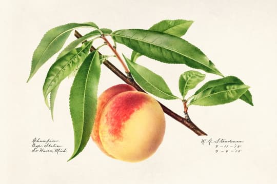 Peach with Foliage