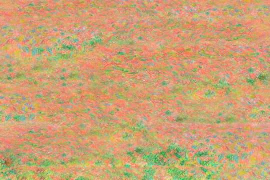 Wildflower Field