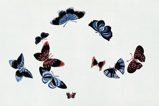 Butterflies Study