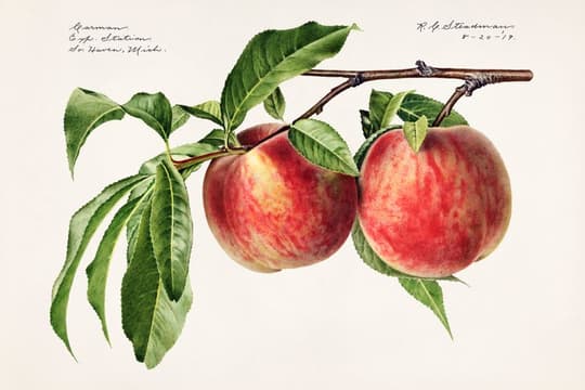 Apples on Branch
