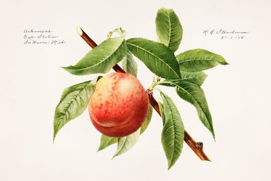Apple with Foliage Study