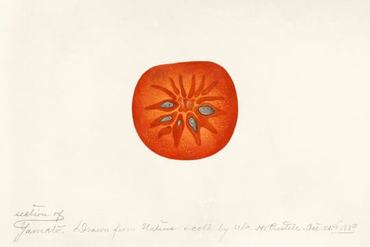Tomato Study