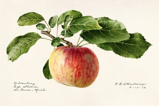 Oldenburg Apple with Foliage