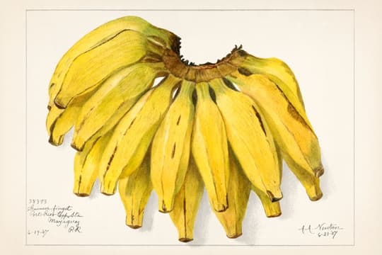 Bunch of Bananas