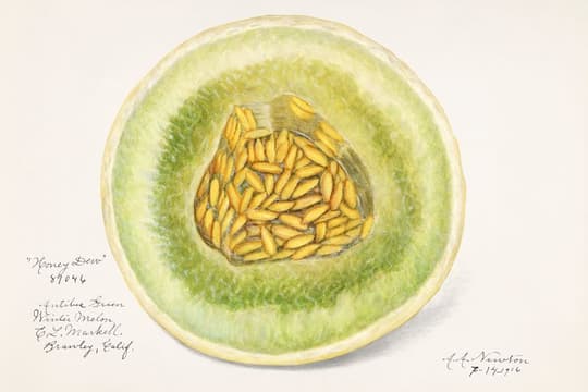 Honey Dew
