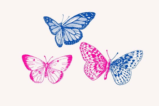 Colorful Butterflies