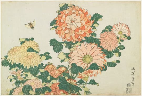 Chrysanthemums and Bee