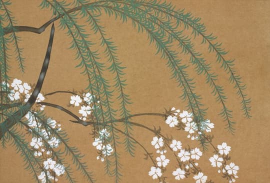 Weeping Cherry Blossoms