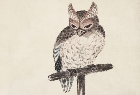 Perched Owl