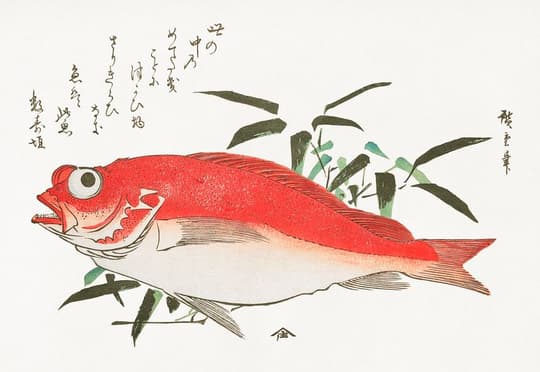 Red Fish with Seaweed