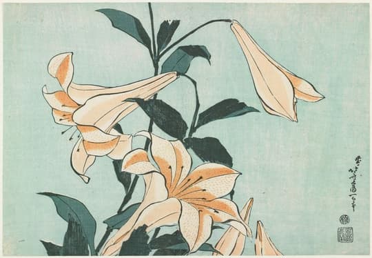 Tiger Lilies