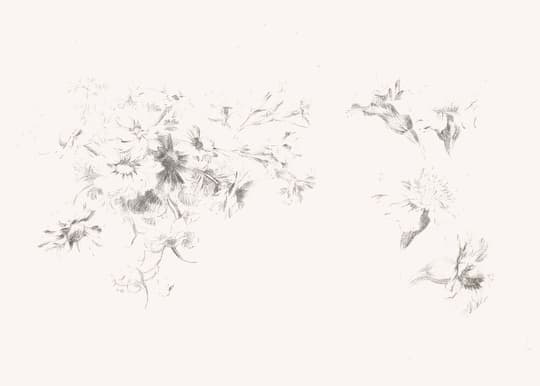 Dandelion Seeds in Flight