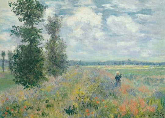 Poppy Field in Summer