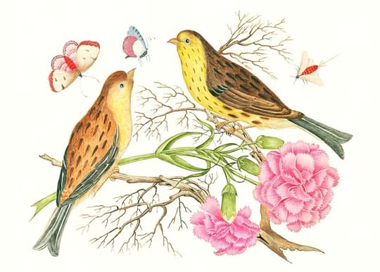 Birds and Butterflies with Pinks