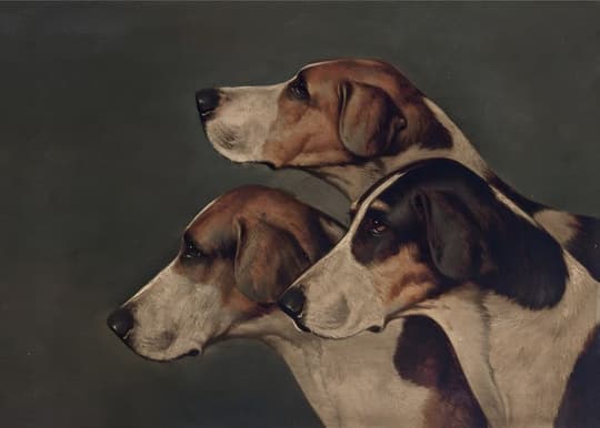 Three Pointer Dogs