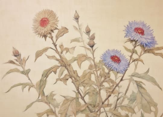 Blooming Asters