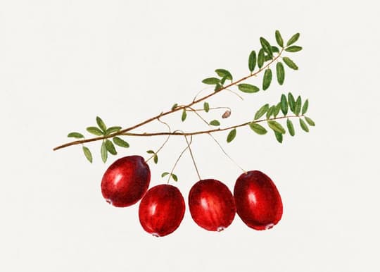 Red Berries on Branch