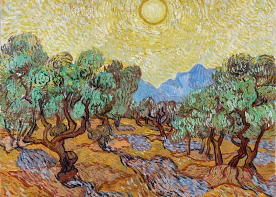 Olive Grove with Golden Sky