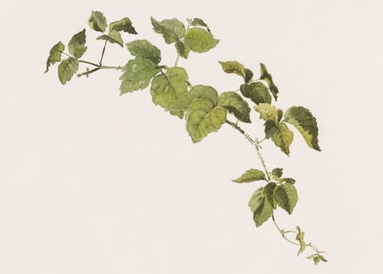 Hop Vine Study