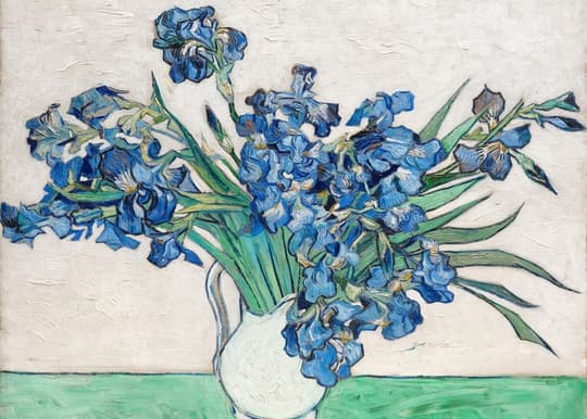 Blue Irises in White Vase