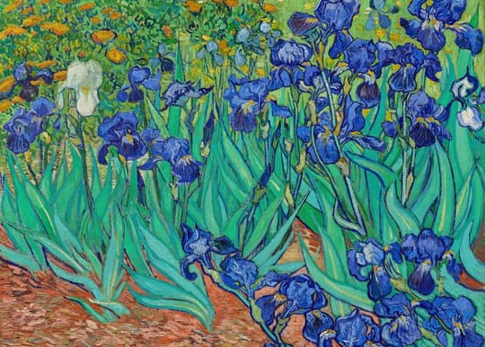 Irises in Bloom