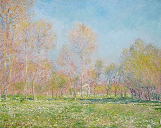 Poplar Grove in Spring