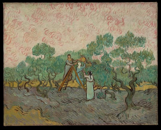 Women Picking Olives, by Vincent van Gogh, 1889