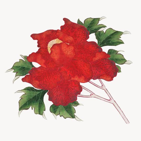 Red Trumpet Flower