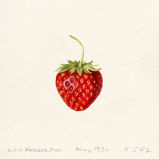 Strawberry Study