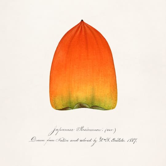 Japanese Persimmon