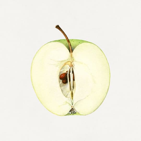 Cross-Section Apple Study