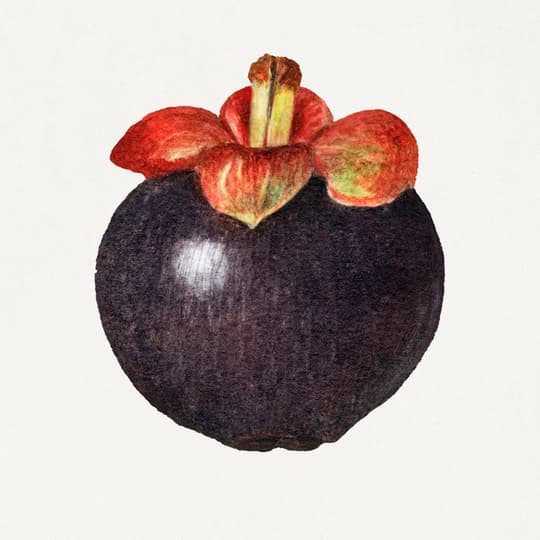 Botanical Fruit Study