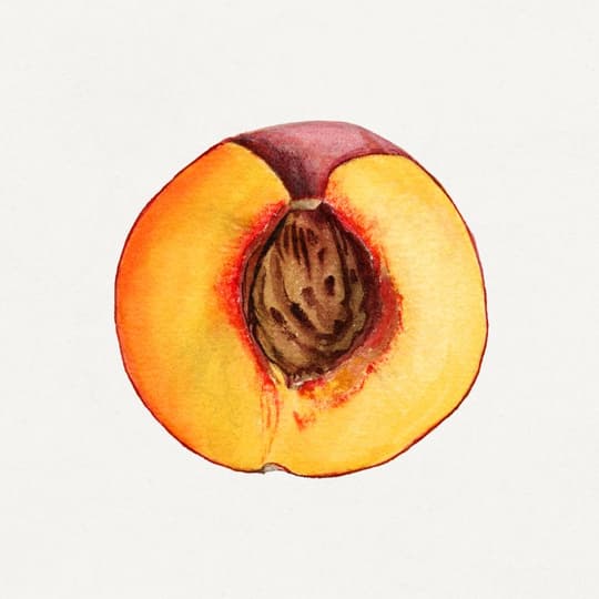 Halved Peach Study