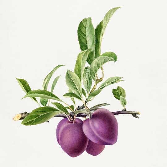Purple Plums with Foliage