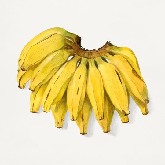 Bunch of Bananas