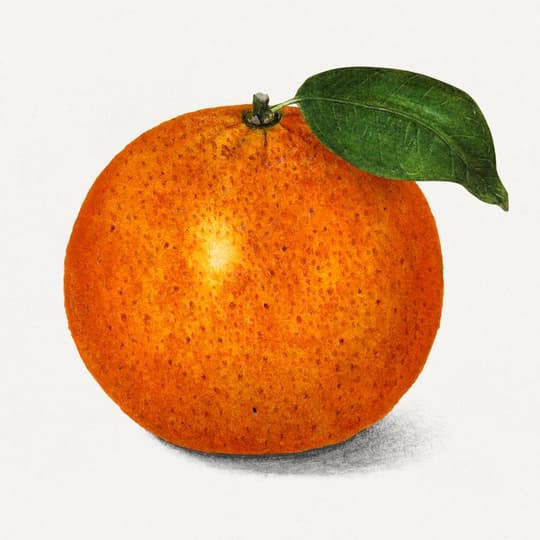 Fresh Orange with Leaf