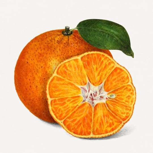 Sliced Orange Study