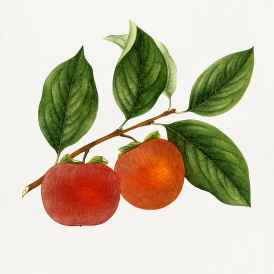 Apples on Branch