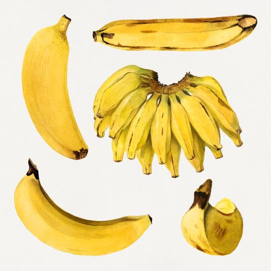 Botanical Study of Bananas