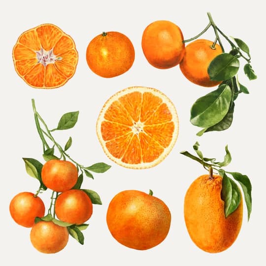 Citrus Studies: Orange Botanical