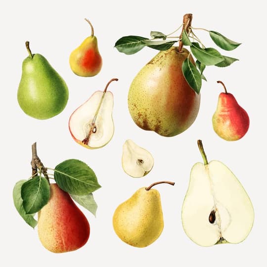 Pear Study Collection
