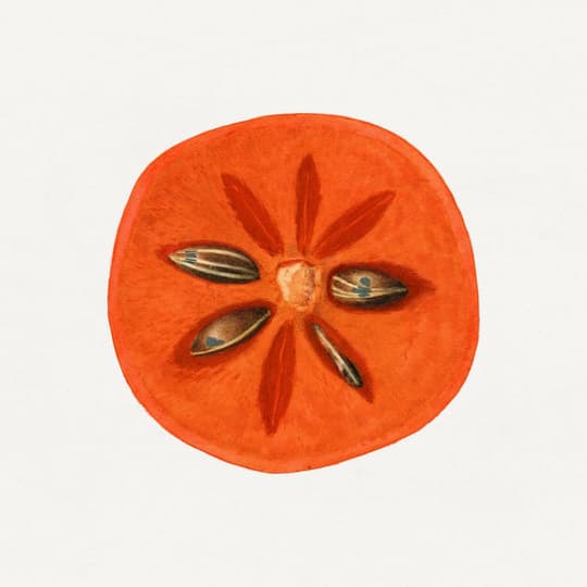 Tomato Cross-Section