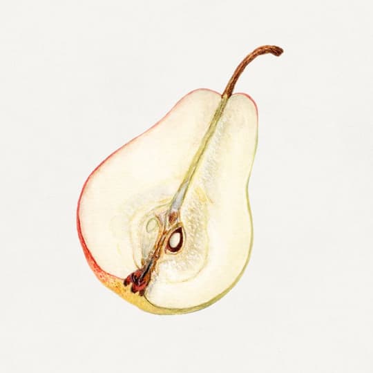 Pear Cross-Section